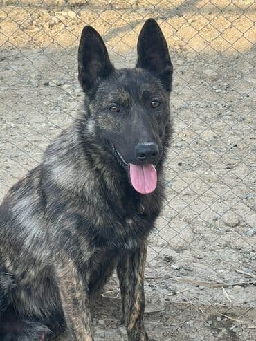 belçika afçarka: 8 ay, Erkek, Peyvəndli, Ünvandan götürmə — 1