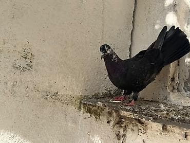 goyercin: Enli quyrug qara ciller hazir cutde var tek erkeyde var tek maya — 8