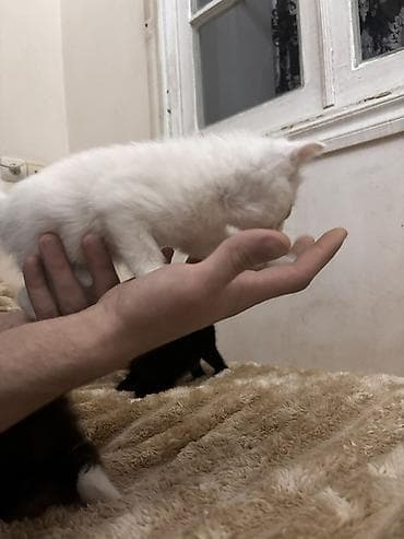 Akvariumlar: Britan yastı qulaq — 6