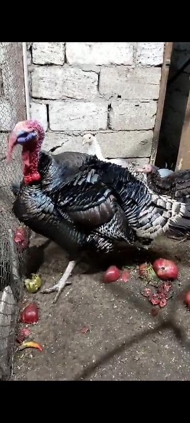 balaca qaz: Hind quşu hinduşka iri çəkili kəsilməyə ya artırmağa əladi sort — 5