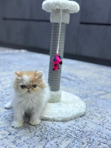 pers pişik: Fars — 1