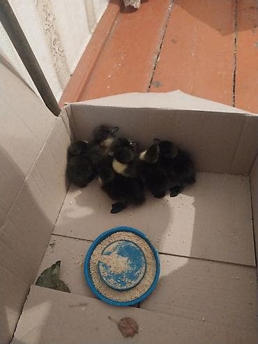 pinqivin ordek: Satılır: ördək balaalari kayuqa balalari 1 gunluk teze cxb — 1