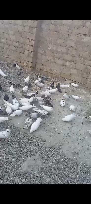 goyercinler: Satılır 80 edəddi 1debedi 4man son qiymətdir.terqitmedi — 4