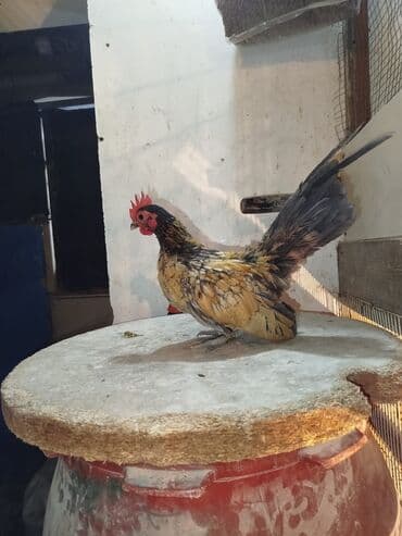 K/t heyvanları üçün mallar: Salam Tam sağlam heyvanlardı qiymət 1 nə aidi boş bekar adamlar — 1