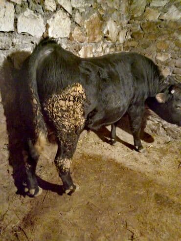 İtlər: Anqus buğa. Anası simental atası Anqusdur 12 aylıqdır toxumluqa tam — 3