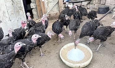 yorga at satilir: 46 Ədəd Ana Altından Çıxan Amerika-Bronz Hinduşkalar Satılırlar — 10