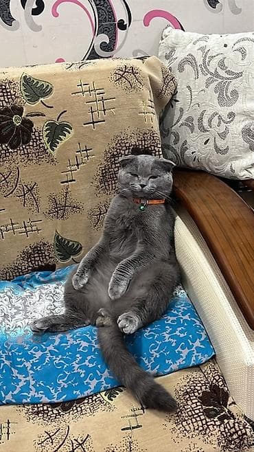 britain pişik: Şotland yastı qulaq — 5