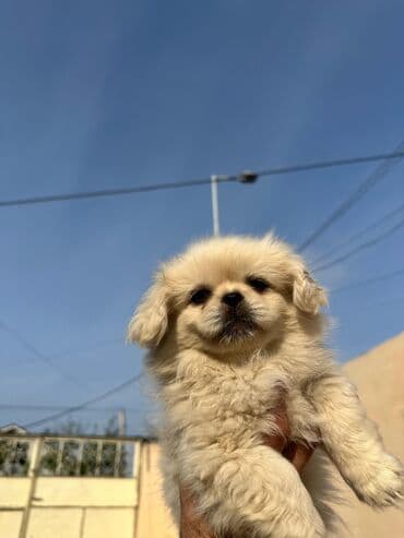 Pekines, 2 ay, Dişi, Peyvəndli, Rayonlara çatdırılma