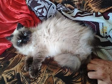 Животные: Сиамская, Самка, Бесплатная доставка, Платная доставка, Доставка в районы — 2