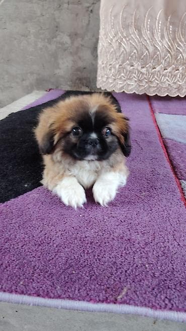 pekines gence: Pekines, 3 ay, Erkek — 2