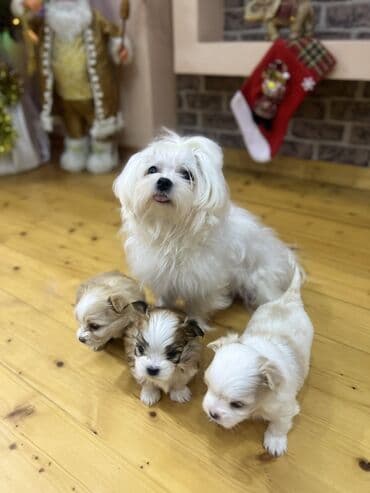 1 ay, Erkek, Peyvəndli