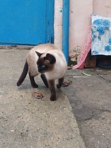 menali it adlari: Siam, Dişi — 3