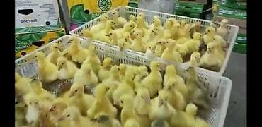 Ördək cücələri, Ətlik