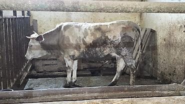 Xüsusiyyətlər: - Mələz boz-ağ rəng çaları, qısa buynuzlu. - Geniş