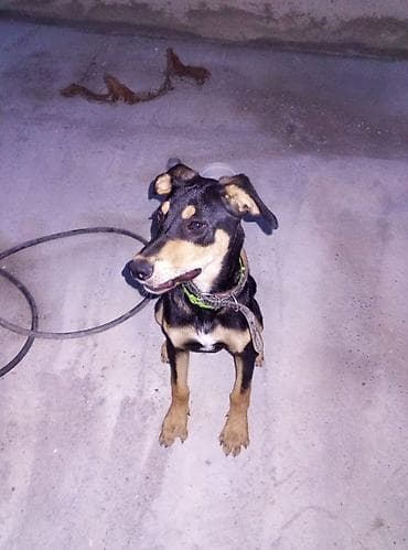 rottweiler itleri satisi: İtlə bağlı elan - Növ: it 7 aylig erkek - Rəng: qara-qonur (ağ sinə — 1