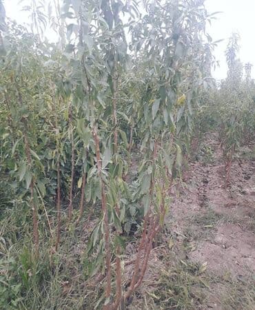 tecili generator satiram: Məhsul: Badam tingləri (yüksək məhsuldar intensiv sortlar) Təsvir: - — 4