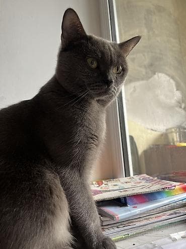 col pişiyi: Şotland, Erkək, Cütləşmə üçün, Ünvandan götürmə, Pulsuz çatdırılma — 5