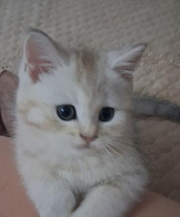 ucuz pişik: Qızıl şinşilla, Dişi, Yaxşı əllərə, Ünvandan götürmə, Ödənişli çatdırılma — 4