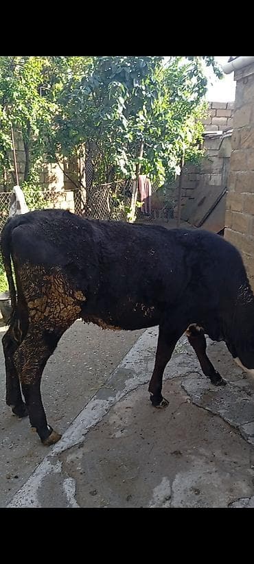 dan: Dana, buzov, Dişi, ay: 1, 260 kq, Damazlıq, Ünvandan götürmə — 2