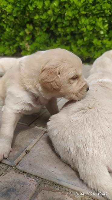 golden retriever balası satılır: Labrador-retriver, 2 ay, Erkek, Peyvəndli, Ünvandan götürmə — 5