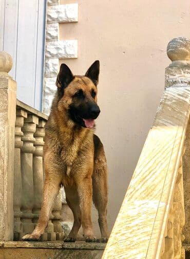 Gəmiricilər: Alman çoban iti, 3 il, Erkek, Ünvandan götürmə — 7