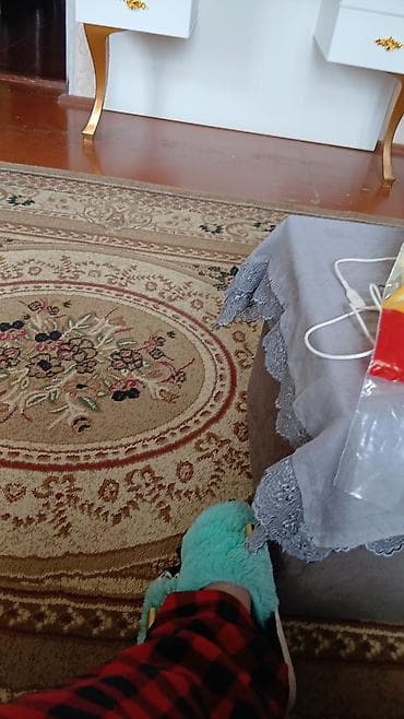 heyvan əşyaları: Britan yastı qulaq — 5