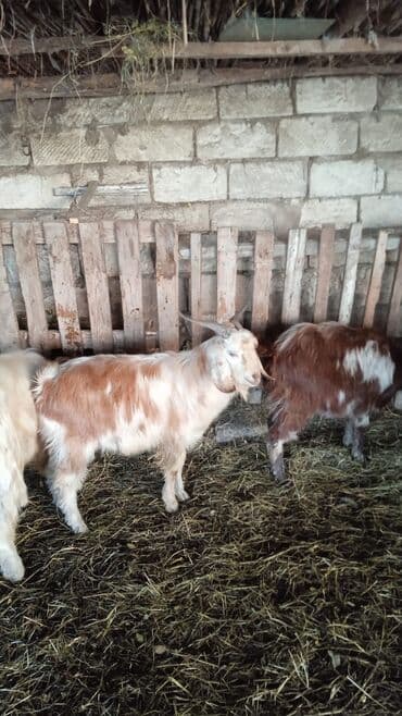 Гуси: Təcili satılır ehtiyac var Real alıcılar mesaj yazsın nömrə 050 967 27 — 7