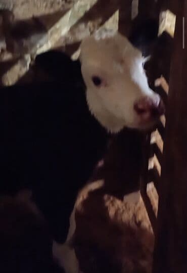 ag at sekilleri: Teze dogub 18 20 litr sudu var. bala diwi — 4