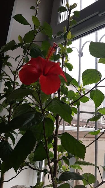 xoruz otu bitkisi: Bakinsky rose gulu Saksıda gənc dekorativ bitki fidanı 077 330 15 85 — 3