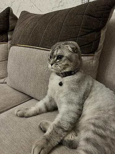 Şotland, Erkək, Cütləşmə üçün