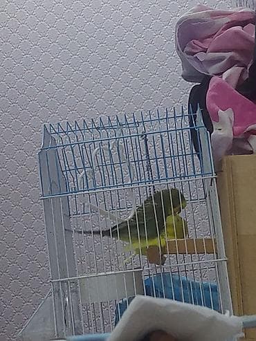 pişik ucuz: Salamlar hərkəsə altinda 8 dənə yumurta var,dişi bütün günü yuvada — 1