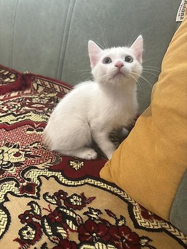 it pişik: Türk anqora, Yaxşı əllərə, Ünvandan götürmə — 7