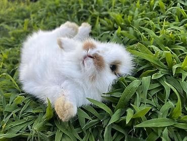 malta: 🐰 1 aylıq Safqan Holland Lop balası satılır ✅ 1 aylıqdır ✅ Safqan — 2