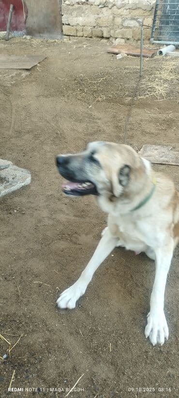 çoban iti adları: Kangal tipli böyük cins it - Cins: Kangal/Anadolu çoban iti tipli - — 3