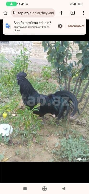 zümrüd ördək: Tek 100 ayam zemani cut 200m .qap — 1