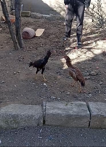 Salam aleykum təmiz türk fərədi. 6 aylıq. Yumurtaya düşməyinə az