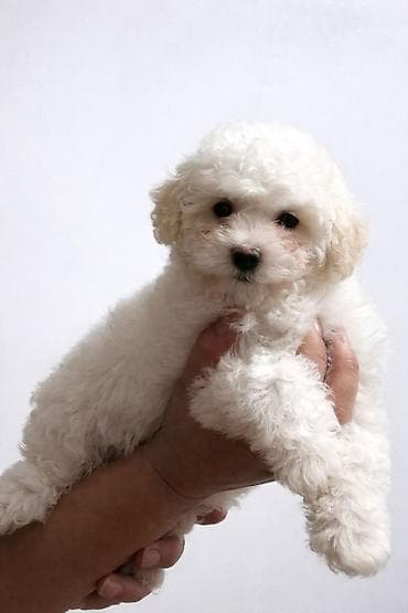 qala quzu: Bişon Frizə balaları – ağ, ipək kimi qıvrım tüklü, hipoallergen cins — 2