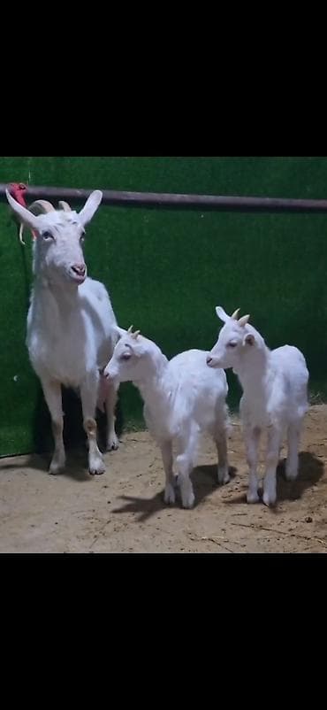 iri buynuzlu: Sütlü keçi ailəsi – ana keçi və iki bala - Cins: ağ rəngli, buynuzlu — 5