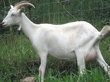 qoyun əti qiyməti: 🔥 Satılır: Safqan Saanen keçilər – yüksək süd verimi! 🔥 Təsərrüfat — 4