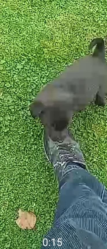 Quşlar: Peyvəndli — 2