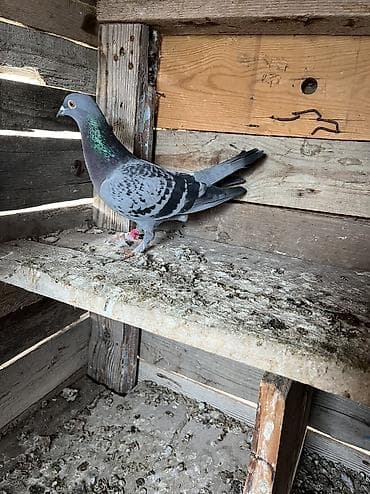 tovuz quşu: Göy Maya aşaqı yeri yoxdur — 3