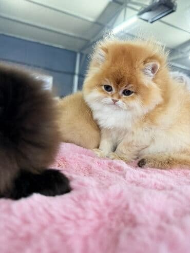 Gəmiricilər: Fars, Erkək, Dişi — 12