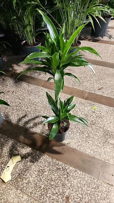 Drasena fragrans (Corn Plant) – otaq bitkisi, qara plastik dibçəkdə