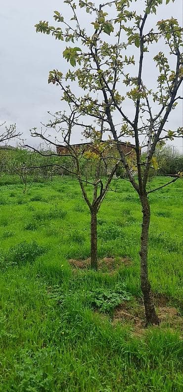 cıdır düzü: 12 sot, Tikinti — 8