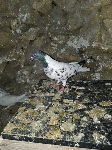 Bülbüllər: Müxtəlif rənglərdə iki göyərçin təklif olunur. Biri gənc, qəhvəyi, boz — 14