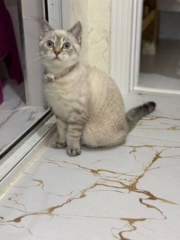 Şinşilla, Erkək lalafo.az -da Şinşilla, Erkək