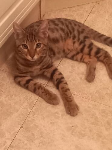 мейн кун купить в баку: Benqal — 4