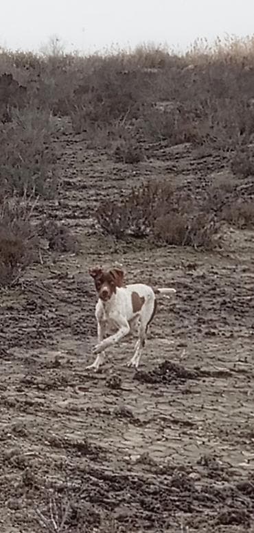 heyvan şekilleri: 5 ay, Erkek, Peyvəndli, Ünvandan götürmə — 1