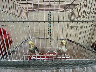 sirin pişik balalari: Nimfa tutuquşuları (cüt) və qəfəs dəsti,1erkek,1dişi — 5