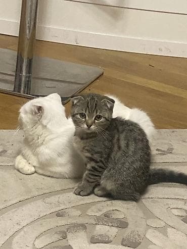 Птицы: Шотладская вислоухая — 1